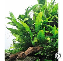 Fougère de Java microsorum pteropus comme plante d aquarium poussant sur un morceau de bois (Image AI modified or generated)