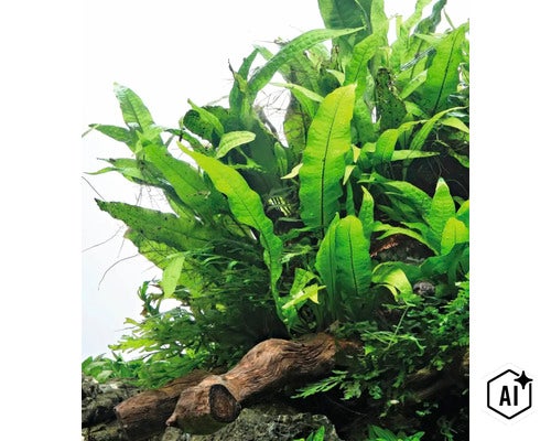Fougère de Java microsorum pteropus comme plante d aquarium poussant sur un morceau de bois (Image AI modified or generated)