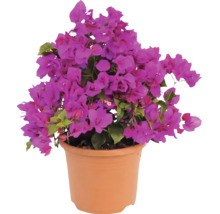 Bougainvillea Drillingsblume mit lilafarbenen Blüten im terrakottafarbenen Pflanztopf.