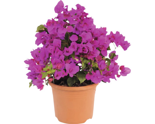 Bougainvillea Drillingsblume mit lilafarbenen Blüten im terrakottafarbenen Pflanztopf.