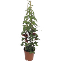 Suzanne aux yeux noirs (Thunbergia alata) avec des fleurs brun orange dans un pot avec un tuteur en bambou.
