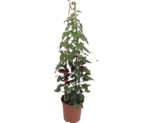 Schwarzäugige Susanne (Thunbergia alata) mit orangebraunen Blüten in einem Topf mit Bambusspalier.