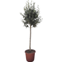 Olivenbaum Olea europaea als Hochstamm im Kulturtopf.