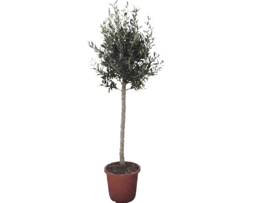 Olivenbaum Olea europaea als Hochstamm im Kulturtopf.