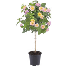 Lantana Lantana camara sur tige avec des fleurs roses et jaunes dans un pot de fleurs noir.