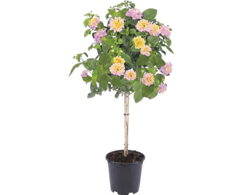 Wandelröschen Lantana camara als Hochstämmchen mit rosa-gelben Blüten in einem schwarzen Pflanztopf.
