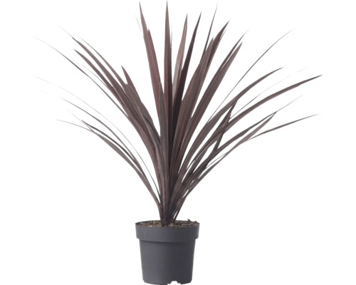 Cordyline australis Red Star Keulenlilie im Kunststofftopf mit langen schwertförmigen dunkelroten Blättern.