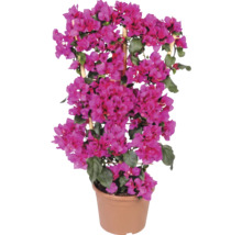 Pinkfarbene Bougainvillea Drillingsblume in einem Kunststofftopf mit Rankhilfe aus Bambus.