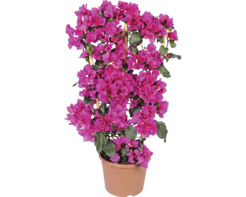 Pinkfarbene Bougainvillea Drillingsblume in einem Kunststofftopf mit Rankhilfe aus Bambus.