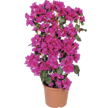 Bougainvillier sur treillis en bois dans un pot avec fleurs roses et feuilles vertes.