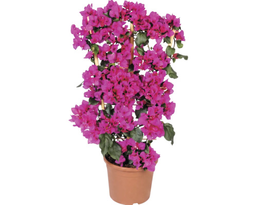 Bougainvillier sur treillis en bois dans un pot avec fleurs roses et feuilles vertes.