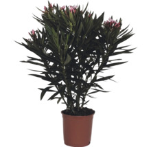 Laurier-rose Nerium oleander avec fleurs roses en pot.