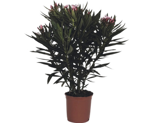 Laurier-rose Nerium oleander avec fleurs roses en pot.