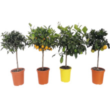 Quatre différents petits agrumes méditerranéens avec des fruits dans des pots de fleurs colorés.
