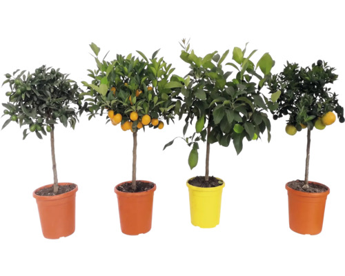 Quatre différents petits agrumes méditerranéens avec des fruits dans des pots de fleurs colorés.