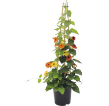 Schwarzäugige Susanne (Thunbergia alata) im Topf mit Rankhilfe aus Bambus, gelbe und orangefarbene Blüten mit dunkler Mitte.