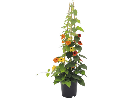 Schwarzäugige Susanne (Thunbergia alata) im Topf mit Rankhilfe aus Bambus, gelbe und orangefarbene Blüten mit dunkler Mitte.