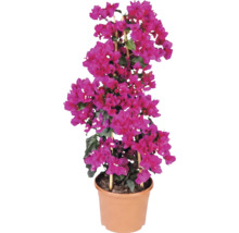 Bougainvillea Drillingsblume mit pinkfarbenen Hochblättern im Topf mit Bambus-Rankhilfe.