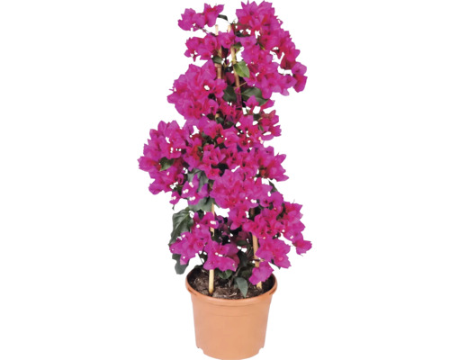 Bougainvillea Drillingsblume mit pinkfarbenen Hochblättern im Topf mit Bambus-Rankhilfe.