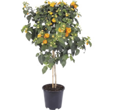 Lantana camara sur tige avec des fleurs jaune-orange dans un pot en plastique noir.