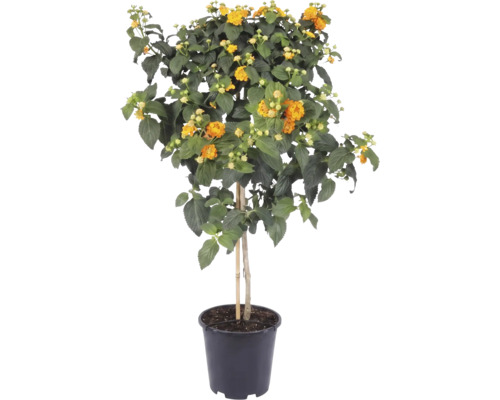 Wandelröschen als Hochstamm mit gelb-orangen Blüten in einem schwarzen Kunststofftopf.