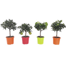 Quatre petits agrumes avec feuilles vertes et fruits dans des pots en plastique orange, rouges et vert clair.