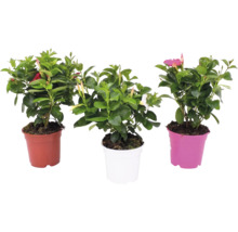 Trois plantes Mandevilla Dipladenia dans des pots en plastique avec des feuilles et des boutons floraux.