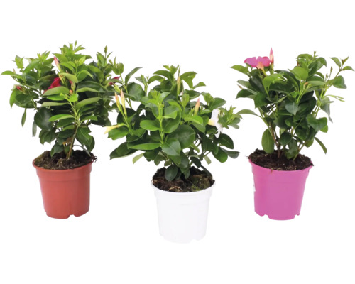 Drei Mandevilla Dipladenia Pflanzen in Kunststofftöpfen mit Blättern und Blütenknospen.