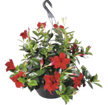 Dipladénia Mandevilla dans une suspension avec des fleurs rouges et des feuilles vertes luisantes.