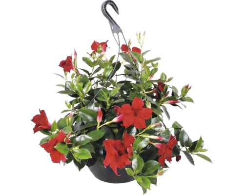 Dipladenia Mandevilla in einer Blumenampel mit roten Blüten und glänzenden grünen Blättern.