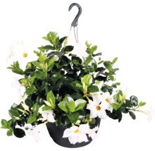 Dipladénia Sundaville blanc dans un pot suspendu noir avec des feuilles vertes.
