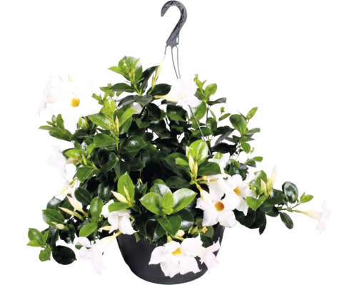 Weiße Dipladenia Sundaville in einer schwarzen Blumenampel mit grünen Blättern.
