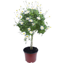 Strauchmargerite als Stämmchen im Kulturtopf mit weißen Blüten.