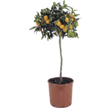 Kumquat-Stämmchen Citrus japonica mit orangefarbenen Früchten und grünen Blättern im braunen Kunststofftopf.