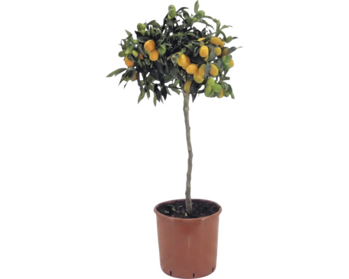 Kumquat-Stämmchen Citrus japonica mit orangefarbenen Früchten und grünen Blättern im braunen Kunststofftopf.