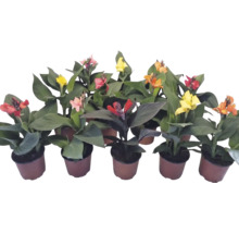Mehrere Canna-Pflanzen in Töpfen mit Blüten in verschiedenen Farben wie Rot, Gelb und Orange sowie großen, grünen Blättern.