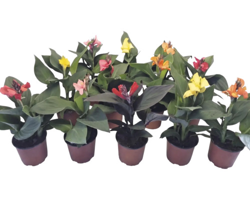 Mehrere Canna-Pflanzen in Töpfen mit Blüten in verschiedenen Farben wie Rot, Gelb und Orange sowie großen, grünen Blättern.