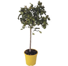 Citronnier Citrus limon avec des fruits verts dans un pot jaune.