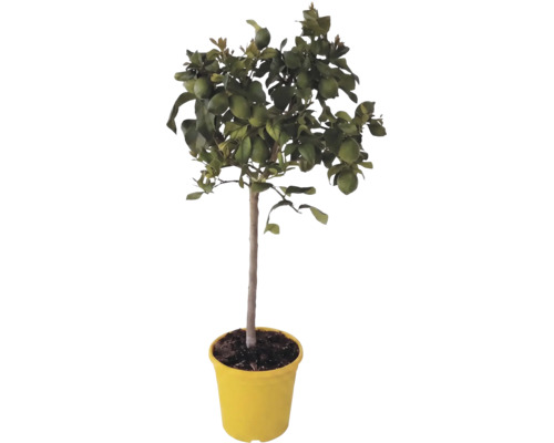 Zitronenbaum Citrus limon mit grünen Früchten in einem gelben Pflanztopf.