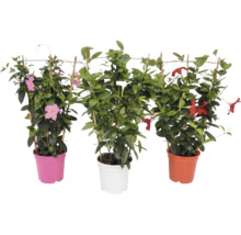 Trois plantes Mandevilla, Dipladenia, aux fleurs roses, blanches et rouges dans des pots en plastique colorés avec treillis en bambou.