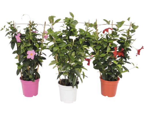 Trois plantes Mandevilla, Dipladenia, aux fleurs roses, blanches et rouges dans des pots en plastique colorés avec treillis en bambou.