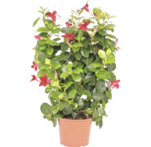 Dipladenia Mandevilla avec fleurs rouges et tuteur en pot
