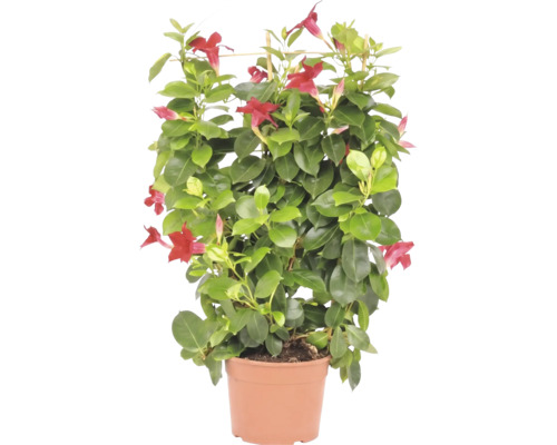 Dipladenia Mandevilla avec fleurs rouges et tuteur en pot