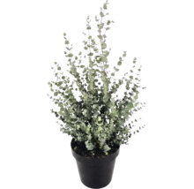 Eucalyptus (Eucalyptus gunnii) dans un pot en plastique noir avec de nombreuses petites feuilles rondes sur des branches dressées.