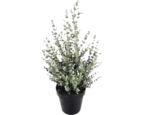 Eucalyptus (Eucalyptus gunnii) dans un pot en plastique noir avec de nombreuses petites feuilles rondes sur des branches dressées.