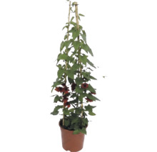 Suzanne aux yeux noirs (Thunbergia alata) avec fleurs orange sur tuteur en bambou en pot.