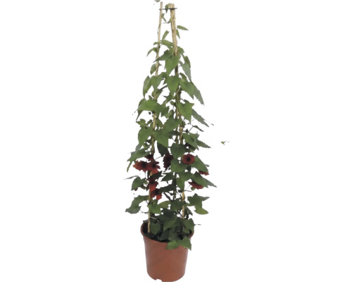 Suzanne aux yeux noirs (Thunbergia alata) avec fleurs orange sur tuteur en bambou en pot.