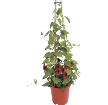 Suzanne aux yeux noirs (Thunbergia alata) grimpante avec des fleurs rouges dans un pot sur un tuteur en bambou.