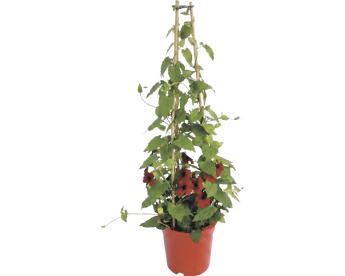 Suzanne aux yeux noirs (Thunbergia alata) grimpante avec des fleurs rouges dans un pot sur un tuteur en bambou.