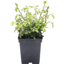 Bodendeckerrose 'The Fairy' FloraSelf Rosa x Hybride 'The Fairy' H 10-30 cm Co 3 L